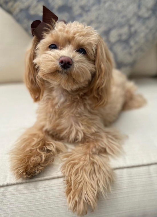 Friendly Maltipoo Pup in Chaska MN