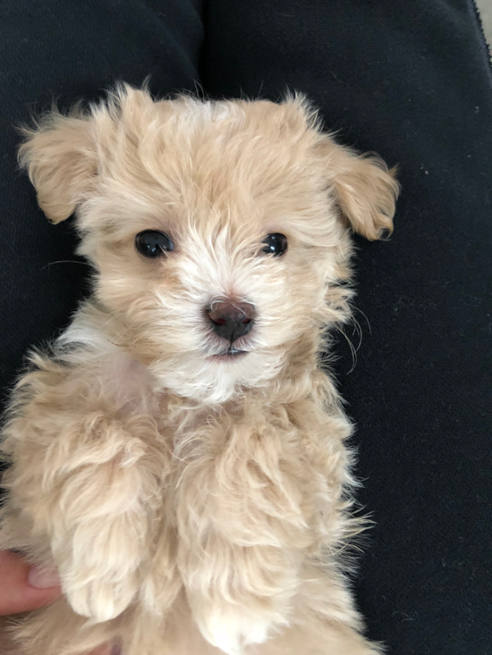 Abington Maltipoo Pup