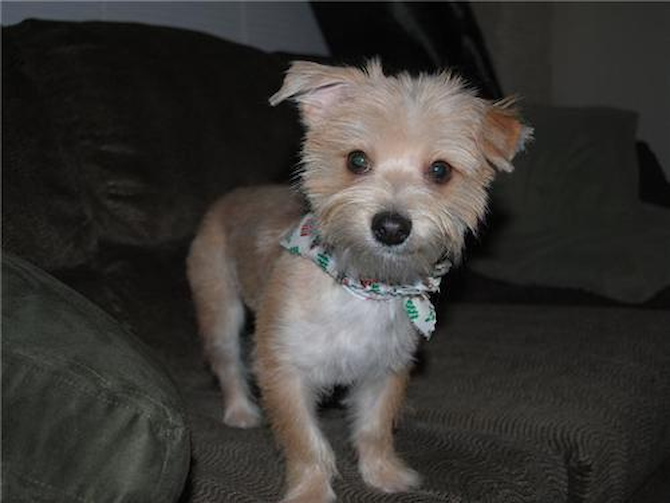 Gordon (formerly Jackson) - Morkie Puppy For Sale Premier Pups Gordon (formerly Jackson) - Morkie Puppy For Sale Premier Pups