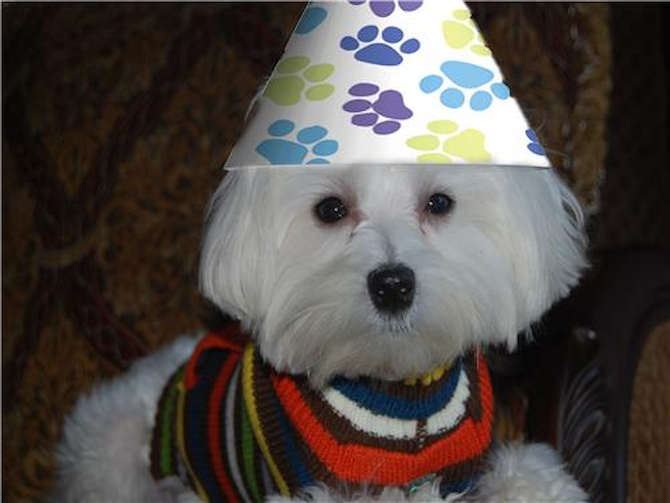 Kingston (Brady) - Maltese Puppy For Sale Premier Pups Kingston (Brady) - Maltese Puppy For Sale Premier Pups