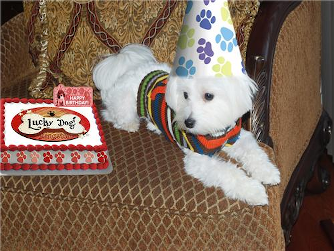 kingston - Maltese Puppy For Sale Premier Pups kingston - Maltese Puppy For Sale Premier Pups