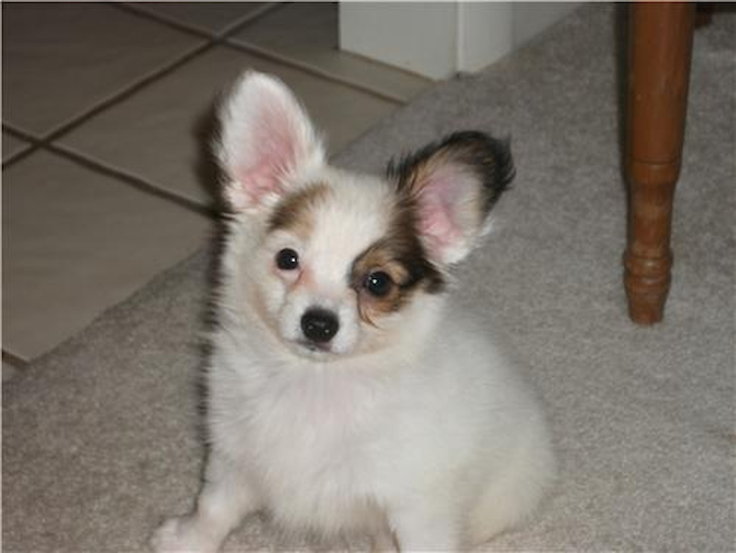Patches aka David - Papillon Puppy For Sale Premier Pups Patches aka David - Papillon Puppy For Sale Premier Pups