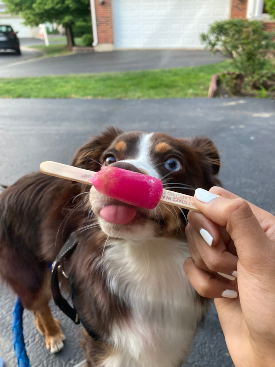 Mini Aussie