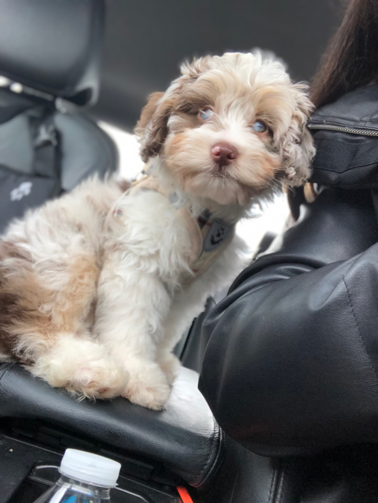 Little Aussiepoo Poodle Mix Pup
