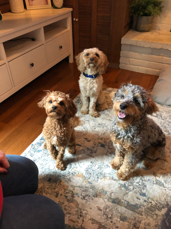 Popular Mini Aussiedoodle Poodle Mix Pup