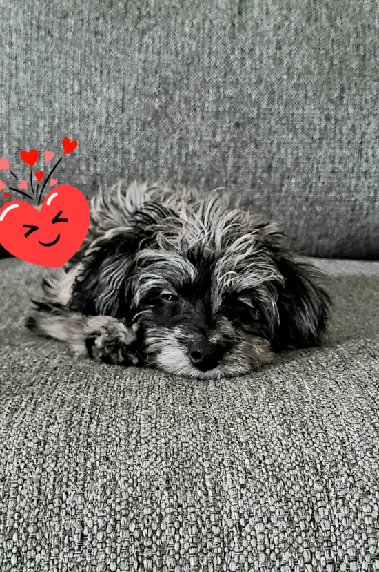 Elizabethtown Mini Aussiedoodle Pup