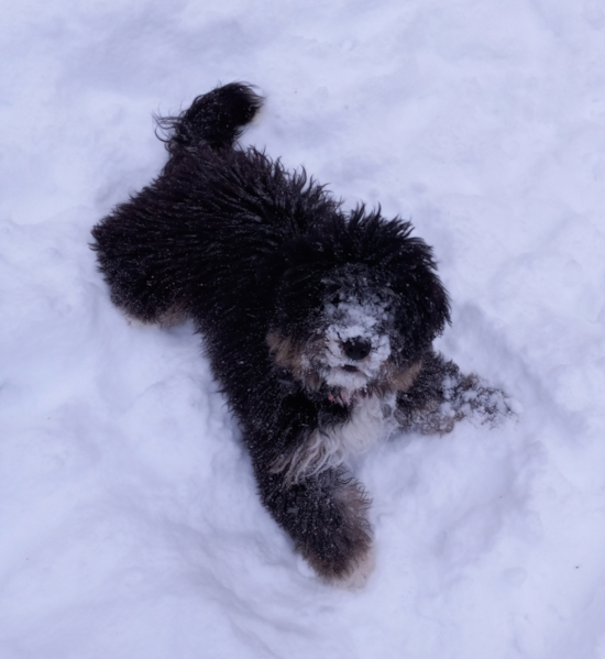 Duluth Mini Bernedoodle Pup