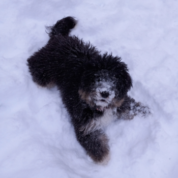 Duluth Mini Bernedoodle Pup