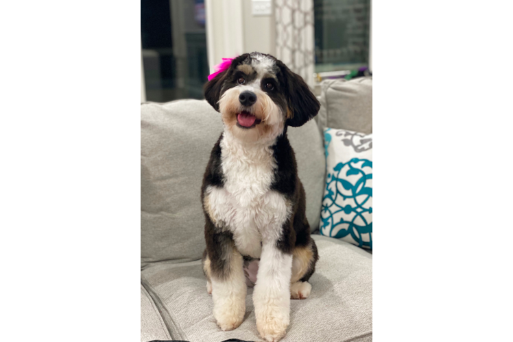 Meet Sasha - our Mini Bernedoodle Puppy Photo 1/3 - Premier Pups