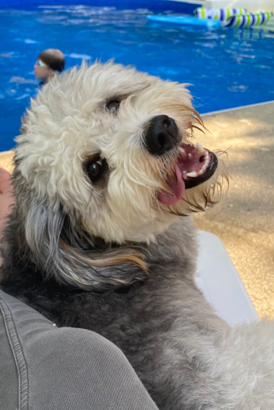 Cute Mini Bernedoodle Pup