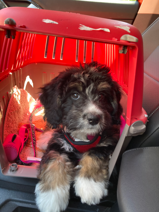 Small Mini Bernedoodle Pup