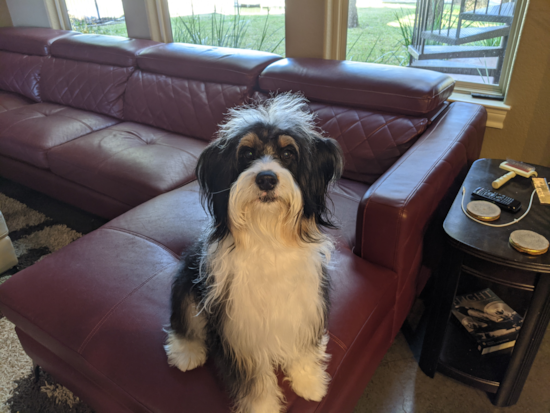 Cute Mini Bernedoodle Pup in Kingsland TX