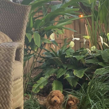 Playful Golden Retriever Poodle Mix Pup
