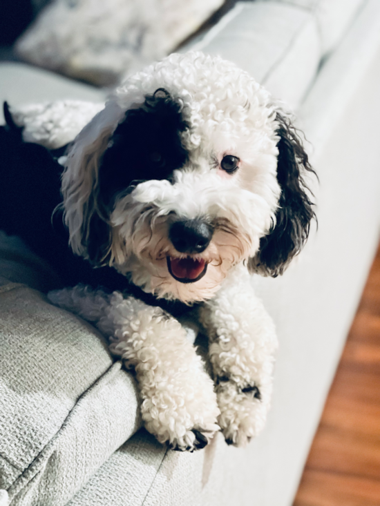 Mini Goldendoodle Being Cute