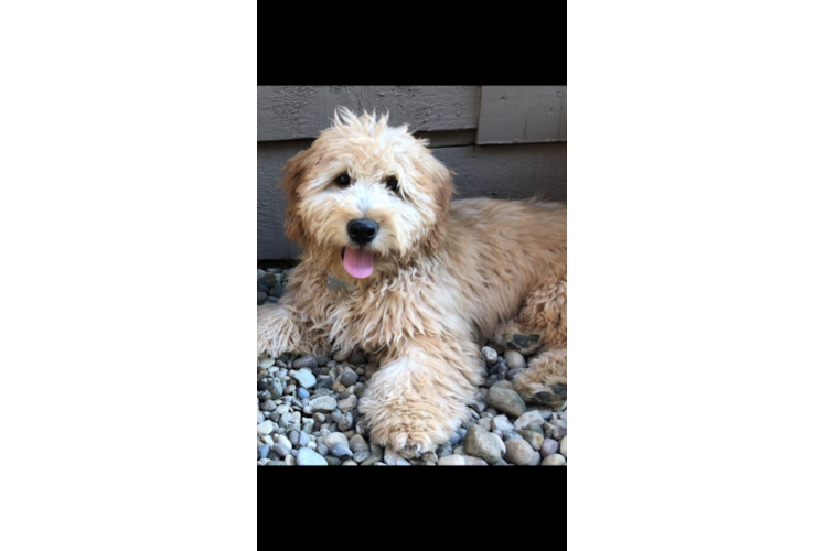 Meet Baron - our Mini Goldendoodle Puppy Photo 1/2 - Premier Pups