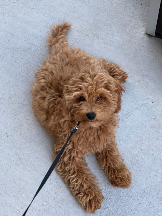 Hypoallergenic Golden Retriever Poodle Mix Pup