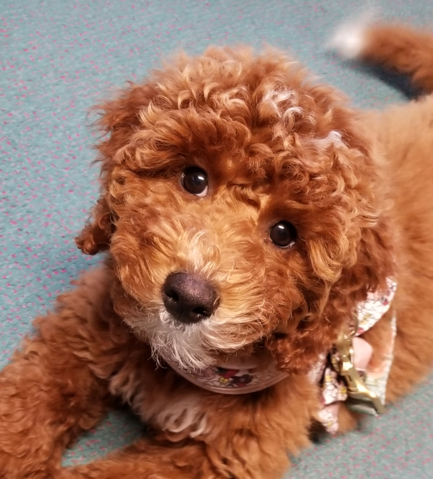 Cute Mini Goldendoodle Pup in Central MA