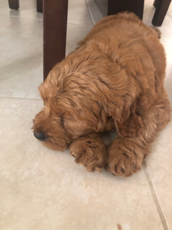 Fluffy Mini Goldendoodle Poodle Mix Pup