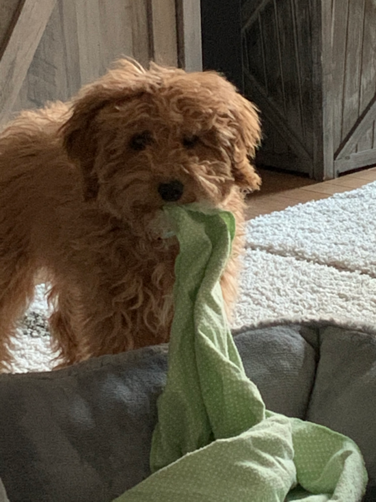 Playful Golden Retriever Poodle Mix Pup