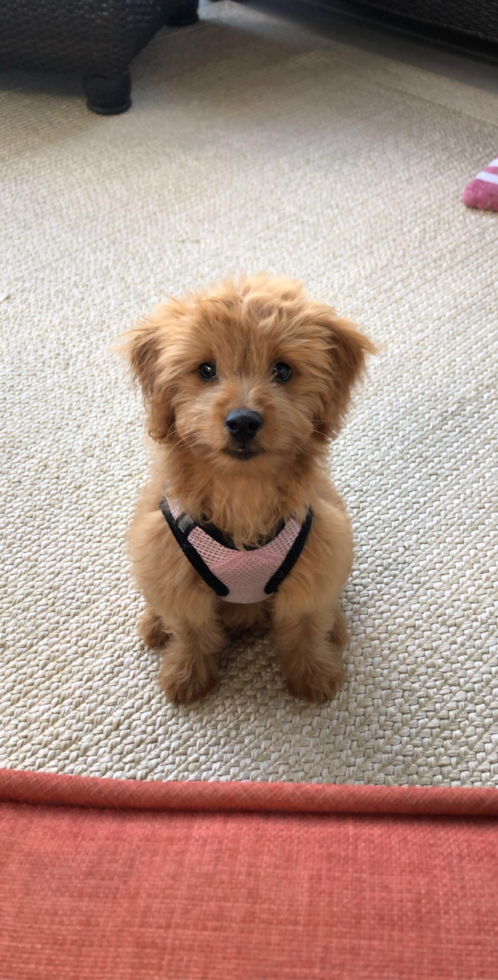Small Mini Goldendoodle Pup