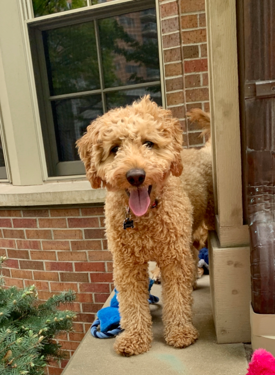 Adorable Golden Retriever Poodle Mix Pup