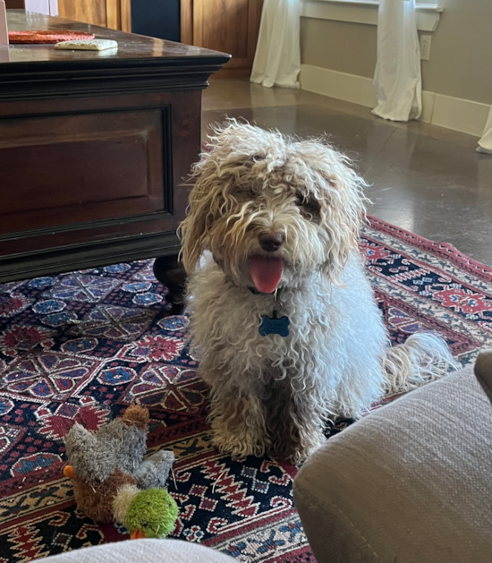 Cute Mini Labradoodle Pup in Georgetown TX