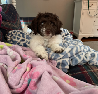 Wesley (Toledo) Mini Labradoodle puppy