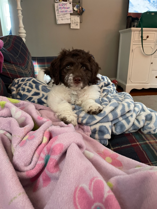 Mini Labradoodle Being Cute