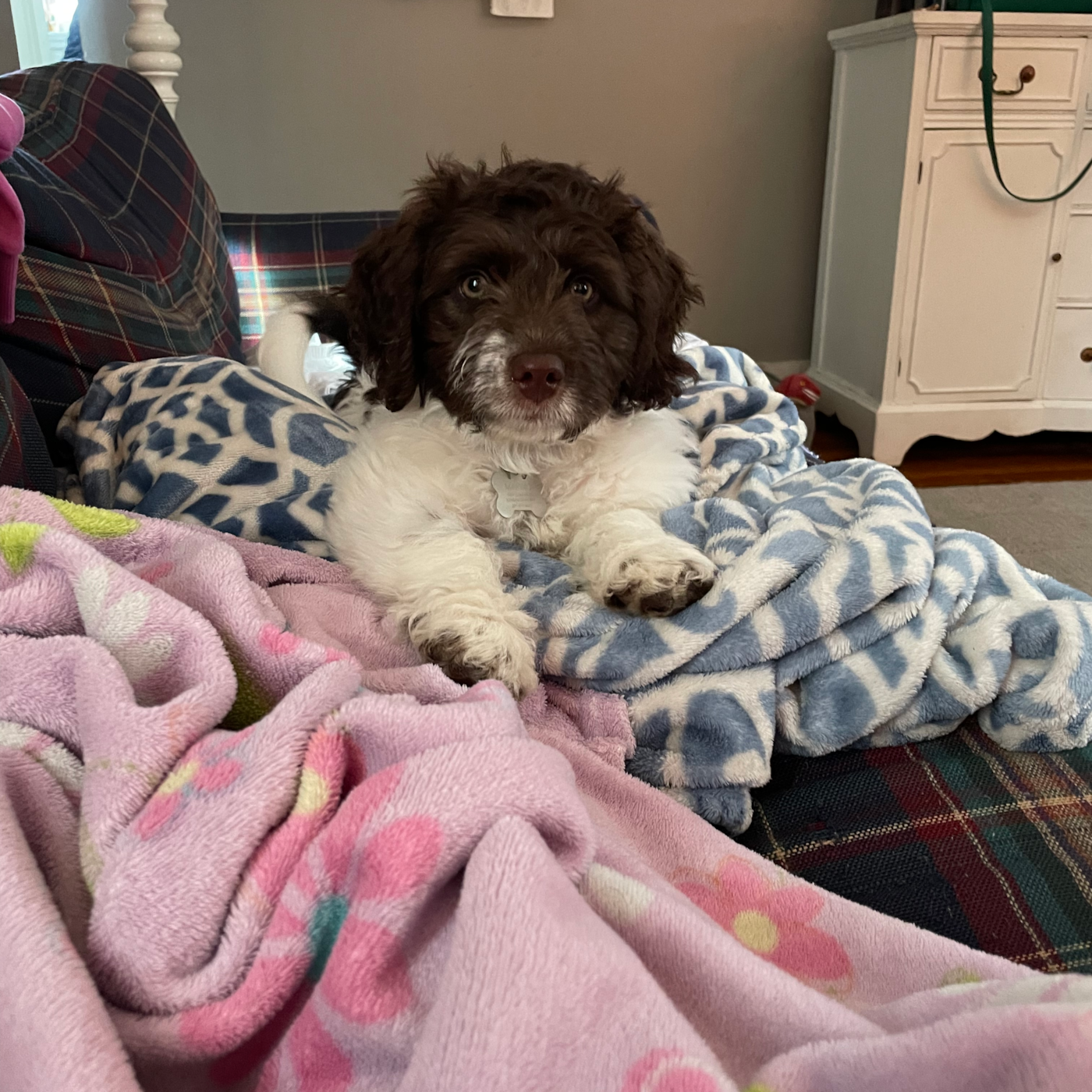 Mini labradoodle for sale near me