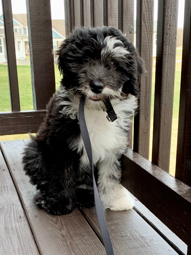 Fluffy Mini Sheepadoodle Poodle Mix Pup