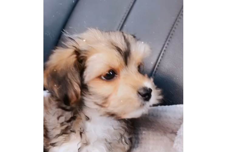 Morkie Pup Being Cute