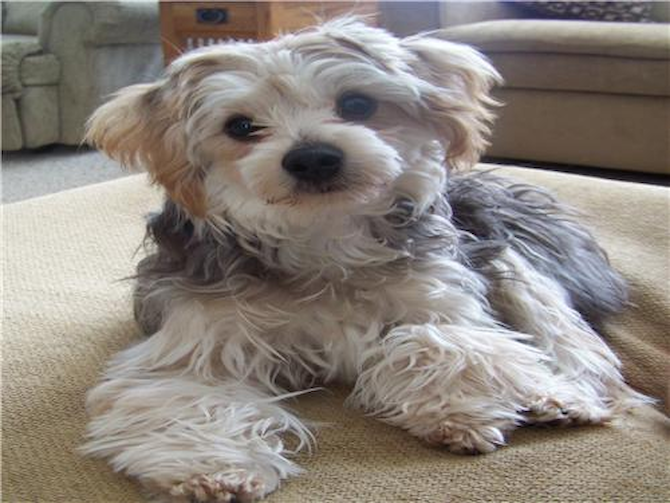 Ted Nugent - Morkie Puppy For Sale Premier Pups Ted Nugent - Morkie Puppy For Sale Premier Pups