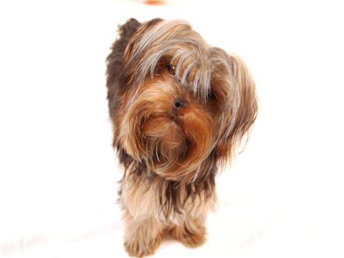 Baby Rashel Meeks - Yorkshire Terrier Puppy For Sale Premier Pups Baby Rashel Meeks - Yorkshire Terrier Puppy For Sale Premier Pups