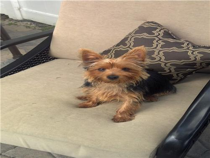 Sammy (aka Steve-O) - Yorkshire Terrier Puppy For Sale Premier Pups Sammy (aka Steve-O) - Yorkshire Terrier Puppy For Sale Premier Pups