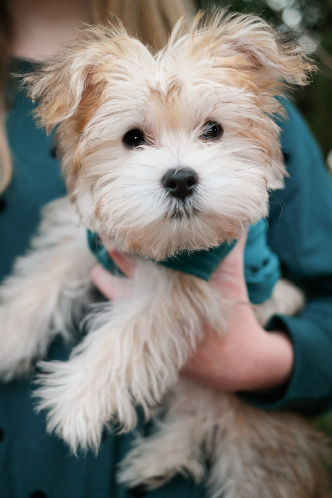 Small Morkie Pup in West Virginia