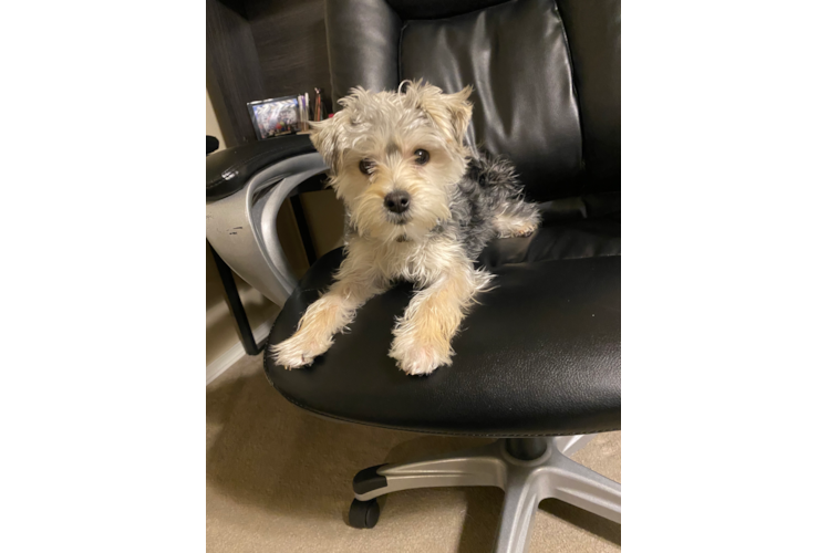 Meet Chase - our Morkie Puppy Photo 1/3 - Premier Pups