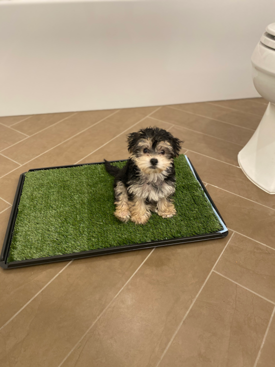 Burbank Morkie Pup