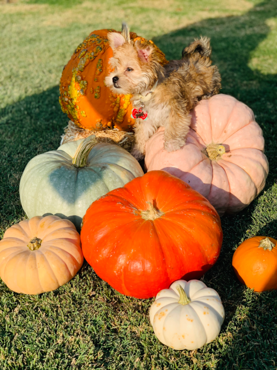 Coalinga Morkie Pup