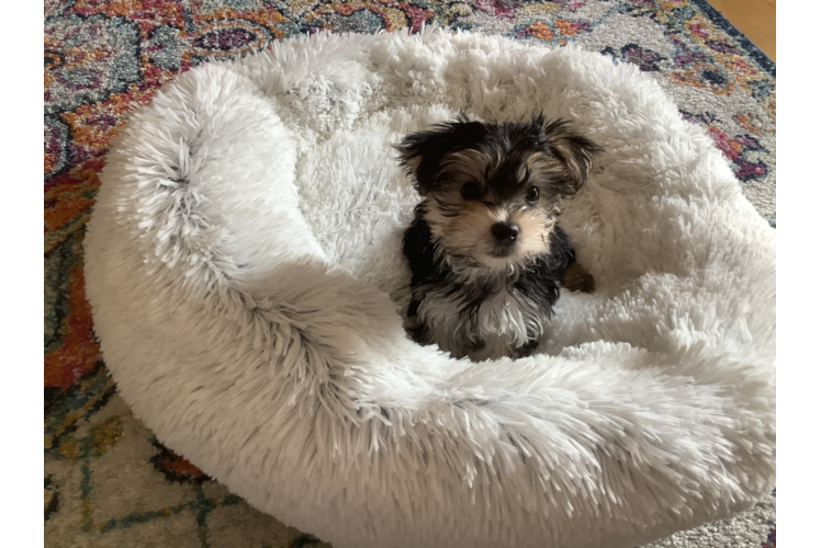 Meet Eliza - our Morkie Puppy Photo 1/3 - Premier Pups