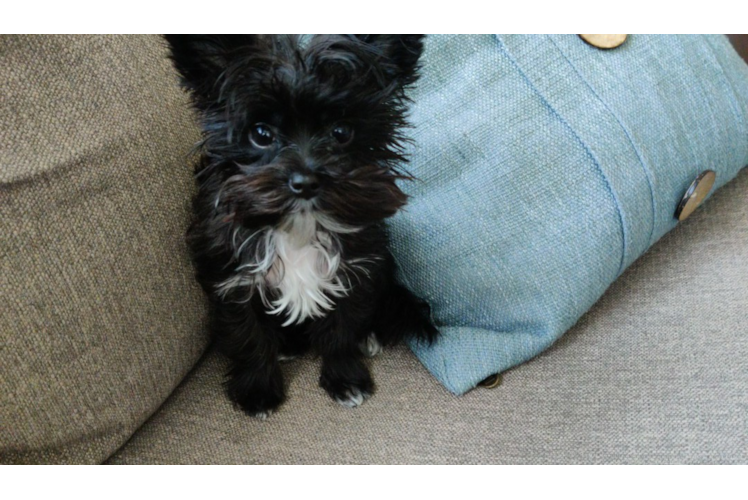 Meet Ewok - our Morkie Puppy Photo 1/3 - Premier Pups