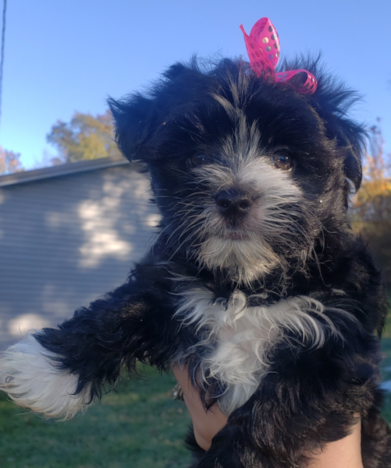 Playful Yorkie Designer Pup