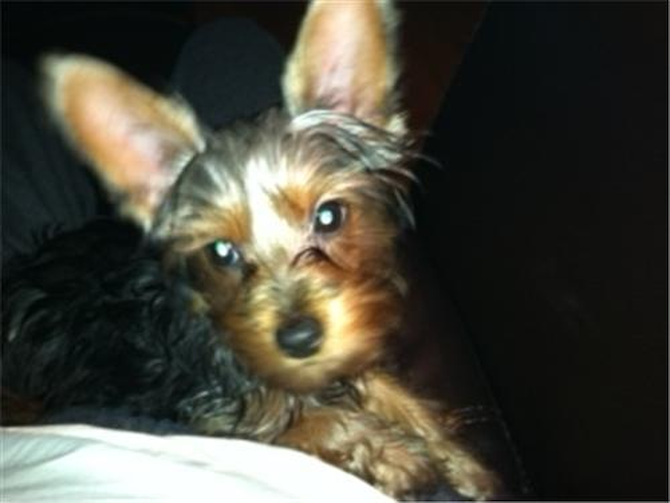 Brutus - Yorkshire Terrier Puppy For Sale Premier Pups Brutus - Yorkshire Terrier Puppy For Sale Premier Pups