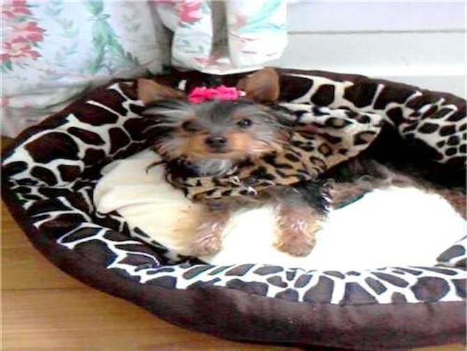 Vera, formerly Sara Beth - Yorkshire Terrier Puppy For Sale Premier Pups Vera, formerly Sara Beth - Yorkshire Terrier Puppy For Sale Premier Pups