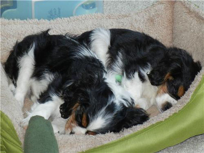Honey & Takoda - Cavalier King Charles Spaniel Puppy For Sale Premier Pups Honey & Takoda - Cavalier King Charles Spaniel Puppy For Sale Premier Pups