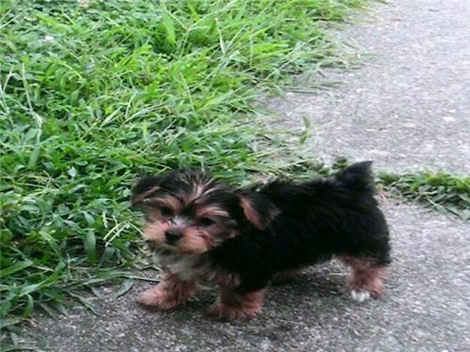 "Sugar" - Yorkshire Terrier Puppy For Sale Premier Pups "Sugar" - Yorkshire Terrier Puppy For Sale Premier Pups