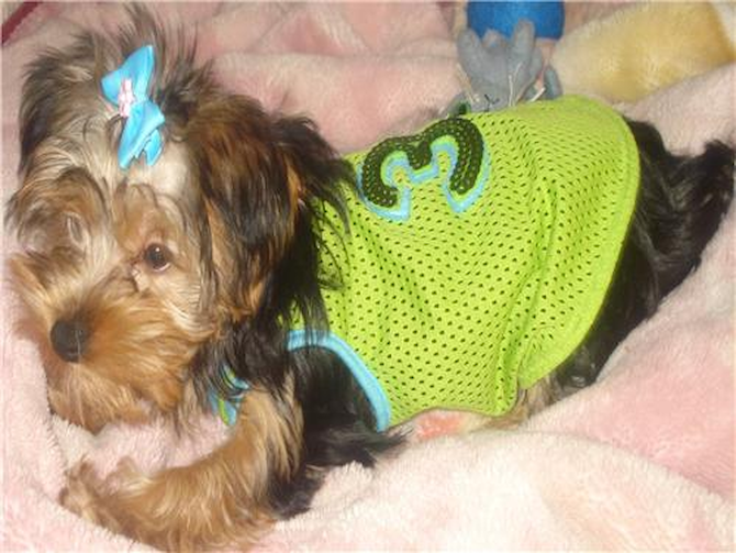 GOLDIEnow LAILAH SHAY - Yorkshire Terrier Puppy For Sale Premier Pups GOLDIEnow LAILAH SHAY - Yorkshire Terrier Puppy For Sale Premier Pups