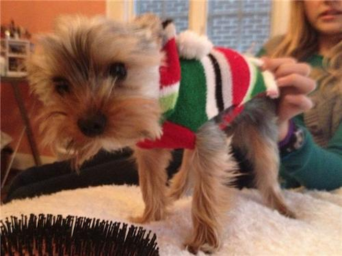Gizmo - Yorkshire Terrier Puppy For Sale Premier Pups Gizmo - Yorkshire Terrier Puppy For Sale Premier Pups