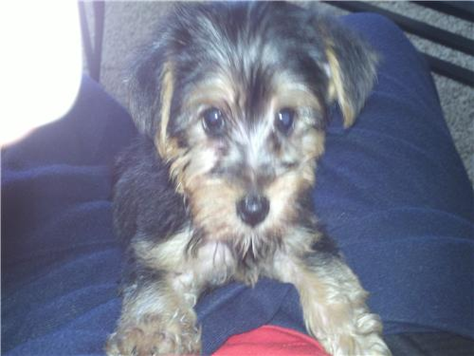 Lil Buckeye - Yorkshire Terrier Puppy For Sale Premier Pups Lil Buckeye - Yorkshire Terrier Puppy For Sale Premier Pups