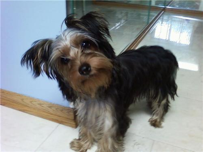 LeBron - Yorkshire Terrier Puppy For Sale Premier Pups LeBron - Yorkshire Terrier Puppy For Sale Premier Pups