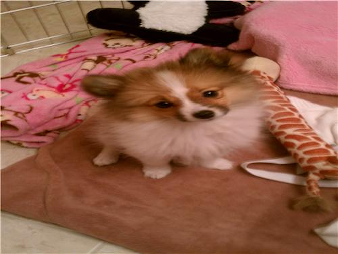Sassy formerly Dynasty - Pomeranian Puppy For Sale Premier Pups Sassy formerly Dynasty - Pomeranian Puppy For Sale Premier Pups